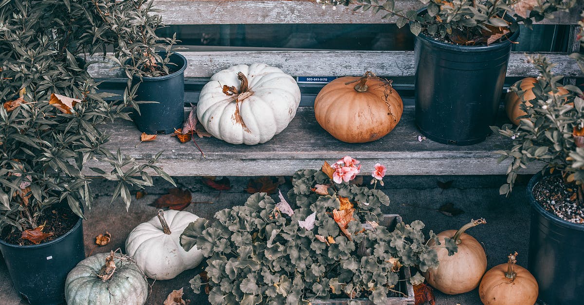 Is Bottle gourd and white pumpkin same? - From above of pumpkins of different sizes and colors placed on shabby wooden bench with potted green plants Is Bottle gourd and white pumpkin same? - From above of pumpkins of different sizes and colors placed on shabby wooden bench with potted green plants