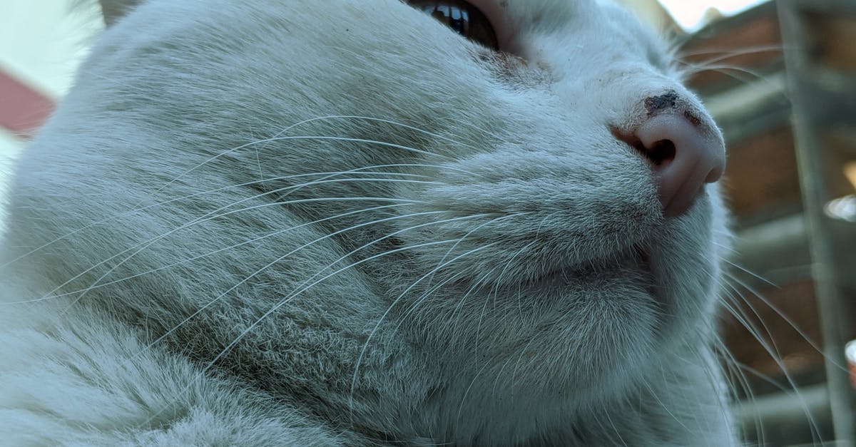 Is creme brulee supposed to be fatty? - Muzzle of fatty white cat resting on street Is creme brulee supposed to be fatty? - Muzzle of fatty white cat resting on street