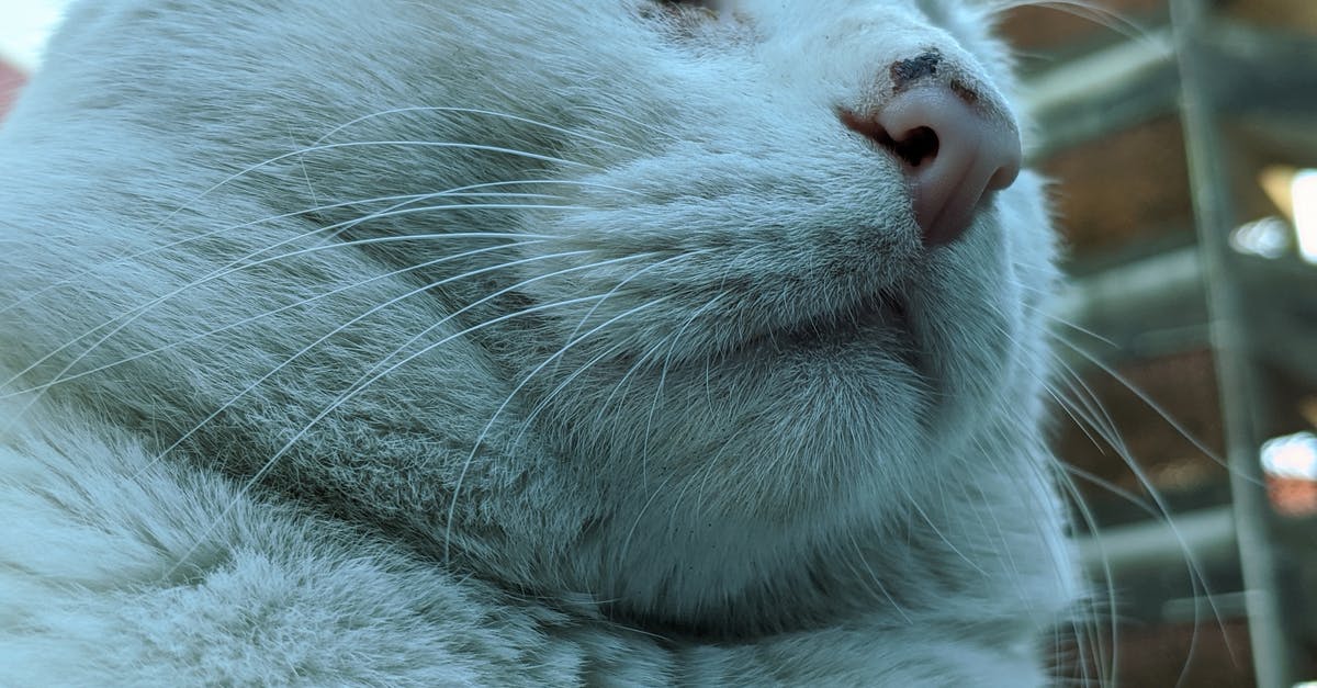 Is creme brulee supposed to be fatty? - Cat with fatty muzzle resting on street in daylight Is creme brulee supposed to be fatty? - Cat with fatty muzzle resting on street in daylight