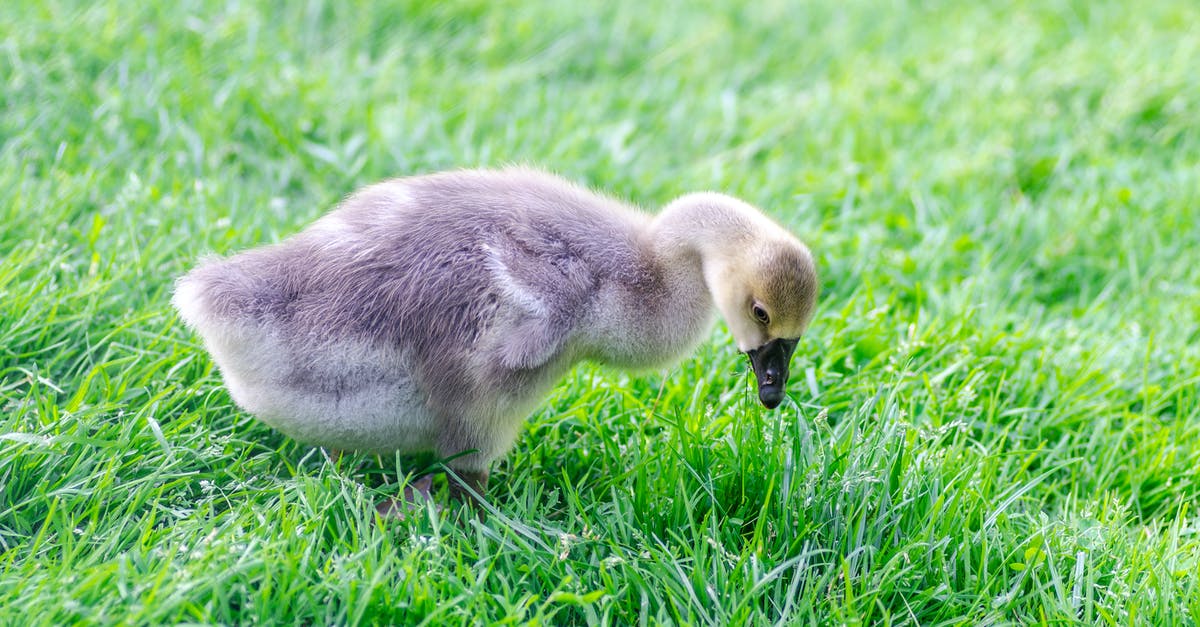 Is extremely young meat indigestible? - Gray Duckling on Grass Is extremely young meat indigestible? - Gray Duckling on Grass