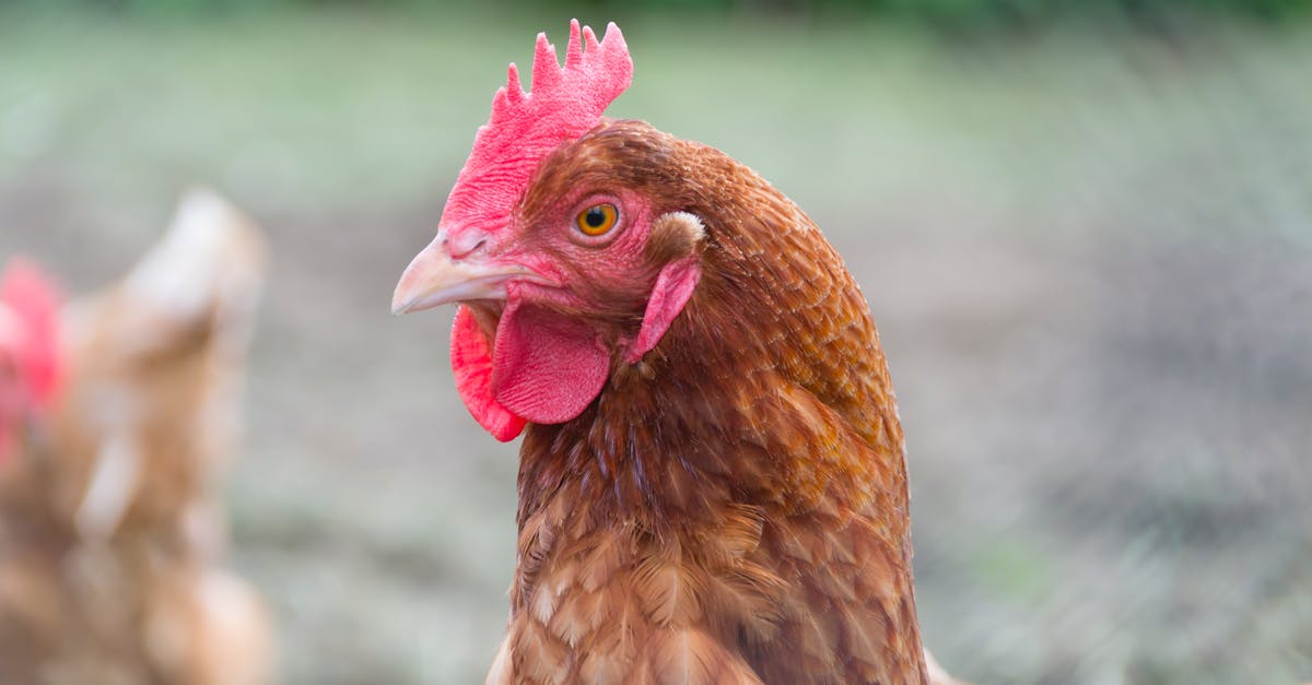 Is free-range chicken more flavourful? - Close Up Photo of Brown Hen Is free-range chicken more flavourful? - Close Up Photo of Brown Hen