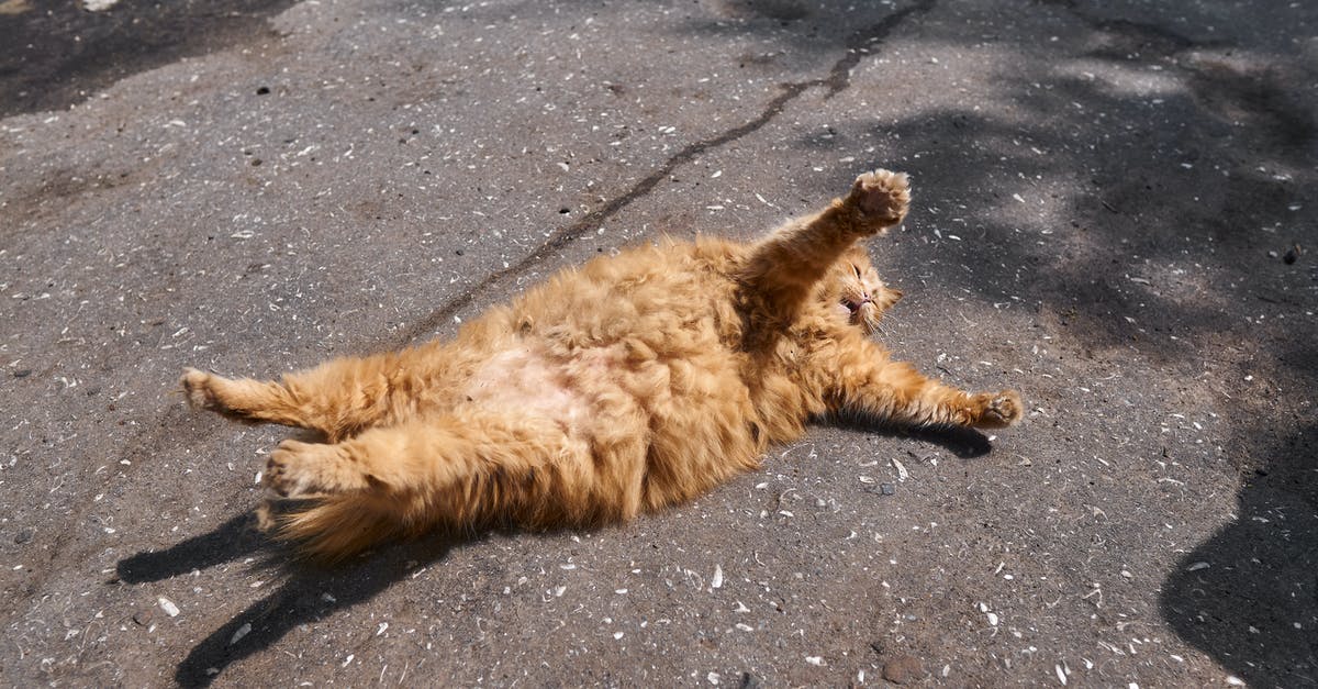 Is ginger soluble In water, fat or both? - Brown Long Fur Cat Lying on Gray Concrete Floor Is ginger soluble In water, fat or both? - Brown Long Fur Cat Lying on Gray Concrete Floor