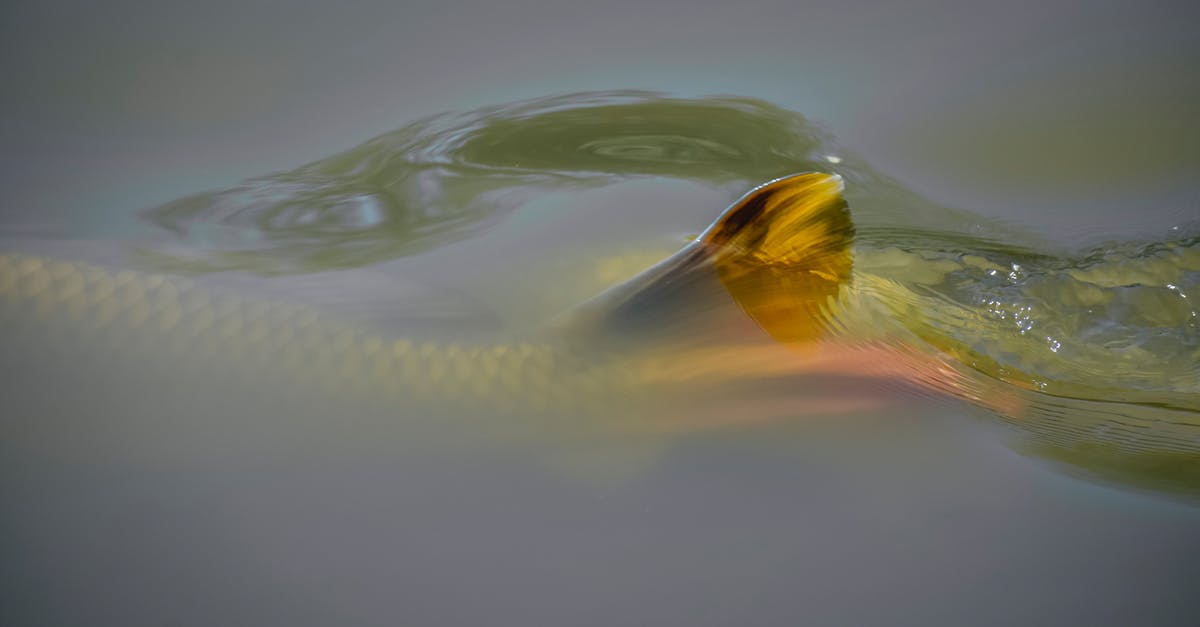 Is golden syrup with black around the edges bad? - Fish with golden fin swimming Is golden syrup with black around the edges bad? - Fish with golden fin swimming