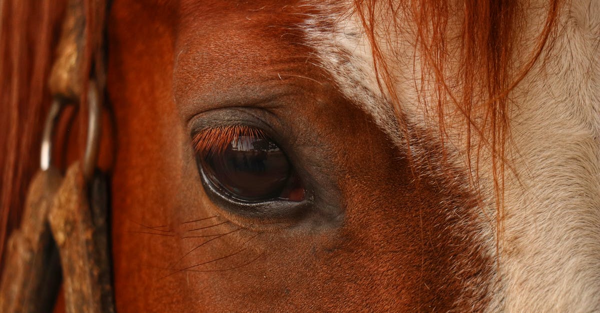 Is horse meat supposed to be chewy? - Atlar Is horse meat supposed to be chewy? - Atlar