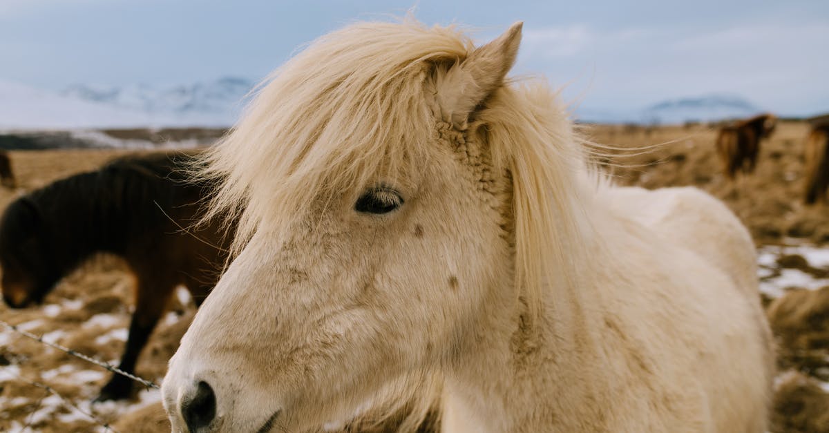 Is horse meat supposed to be chewy? - Close up of Pony Is horse meat supposed to be chewy? - Close up of Pony