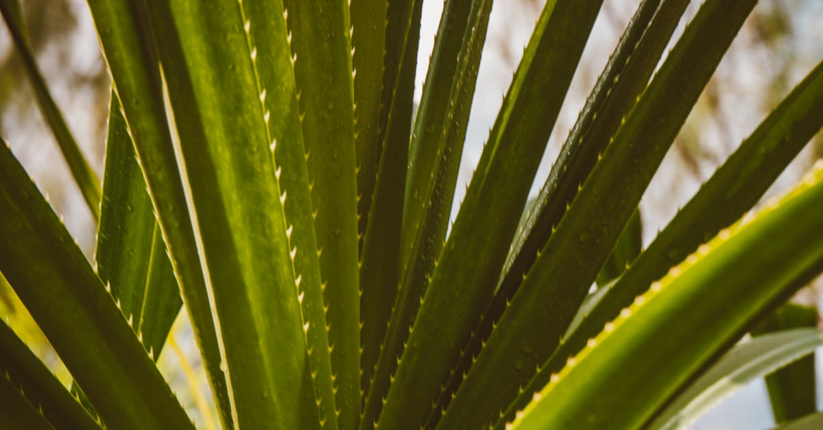 Is induction cooktop supposed to heat with pauses? - Green Plant in Close Up Photography Is induction cooktop supposed to heat with pauses? - Green Plant in Close Up Photography