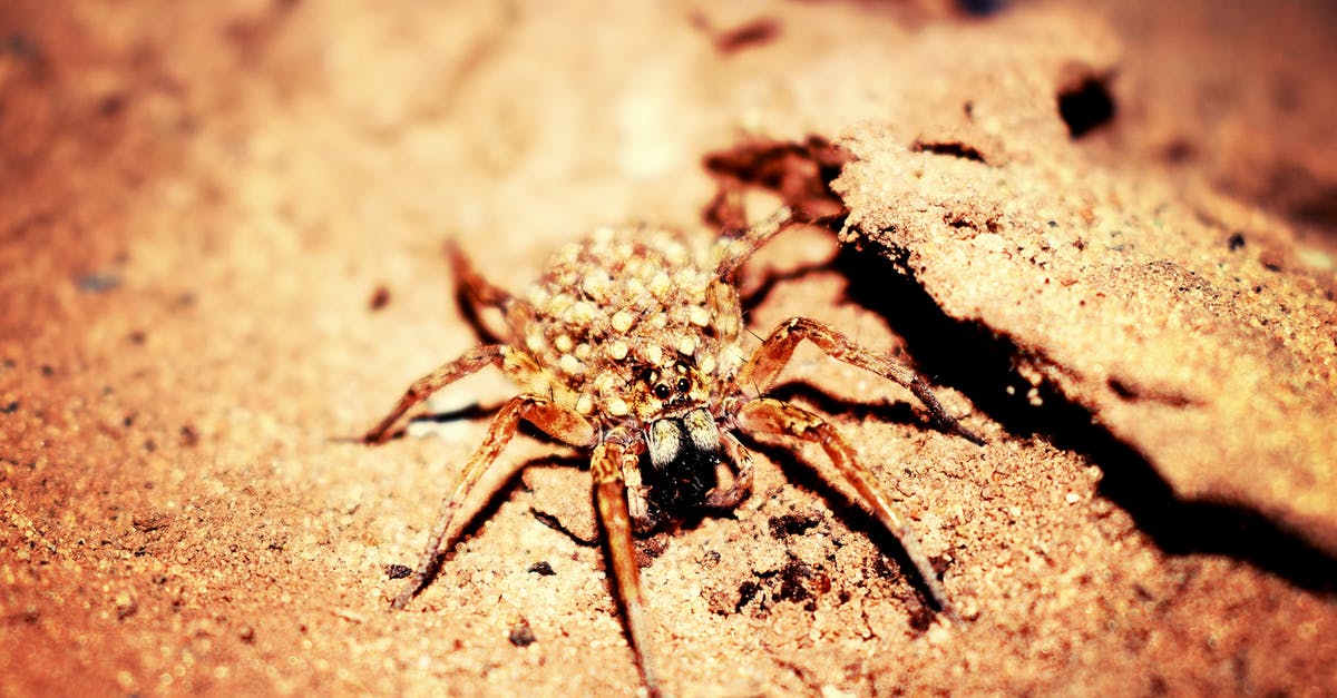 Is it dangerous or unhygienic to deshell an egg over the bin? - Female Wolf Spider in Closeup Photography Is it dangerous or unhygienic to deshell an egg over the bin? - Female Wolf Spider in Closeup Photography
