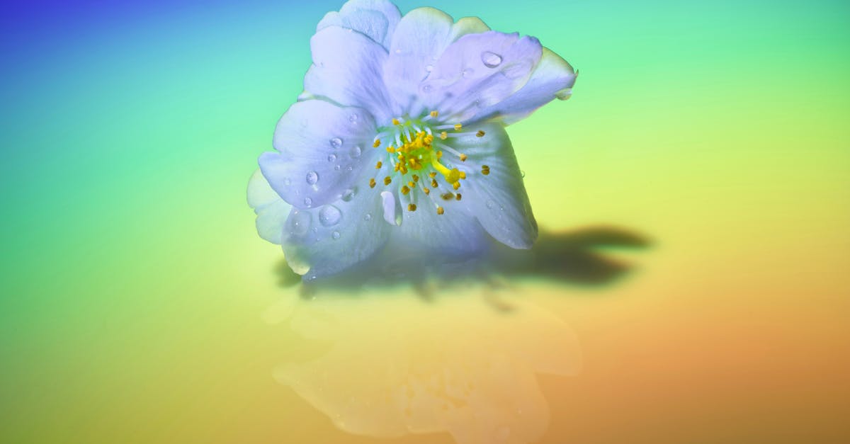 Is it ok for a cast iron skillet to have small visible pores on their surface? [duplicate] - Blossoming flower burgeon on colorful background