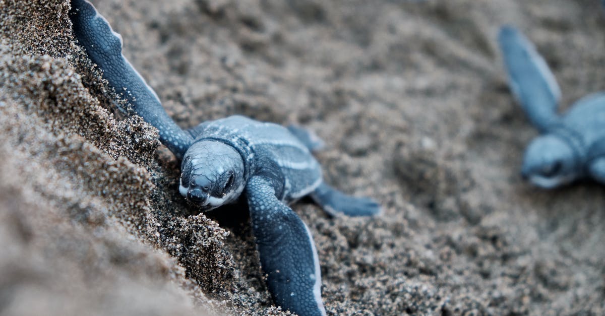 Is it ok to leave a slow cooker unattended? - Blue Turtles on Brown Sand Is it ok to leave a slow cooker unattended? - Blue Turtles on Brown Sand
