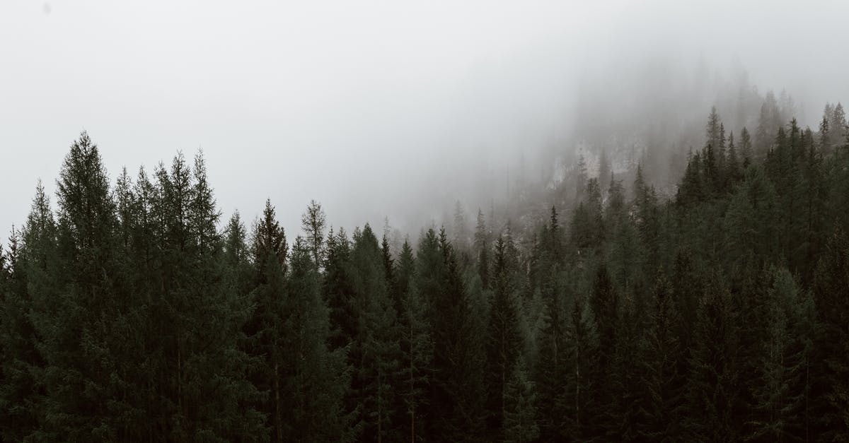 Is it ok to let vegetables cool before roasting? - Mysterious lush fir forest growing on hill slope against thick fog on cold winter day Is it ok to let vegetables cool before roasting? - Mysterious lush fir forest growing on hill slope against thick fog on cold winter day