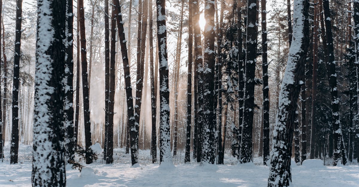 Is it possible to freeze chocolate covered ants? - Woods Covered With Snow Is it possible to freeze chocolate covered ants? - Woods Covered With Snow