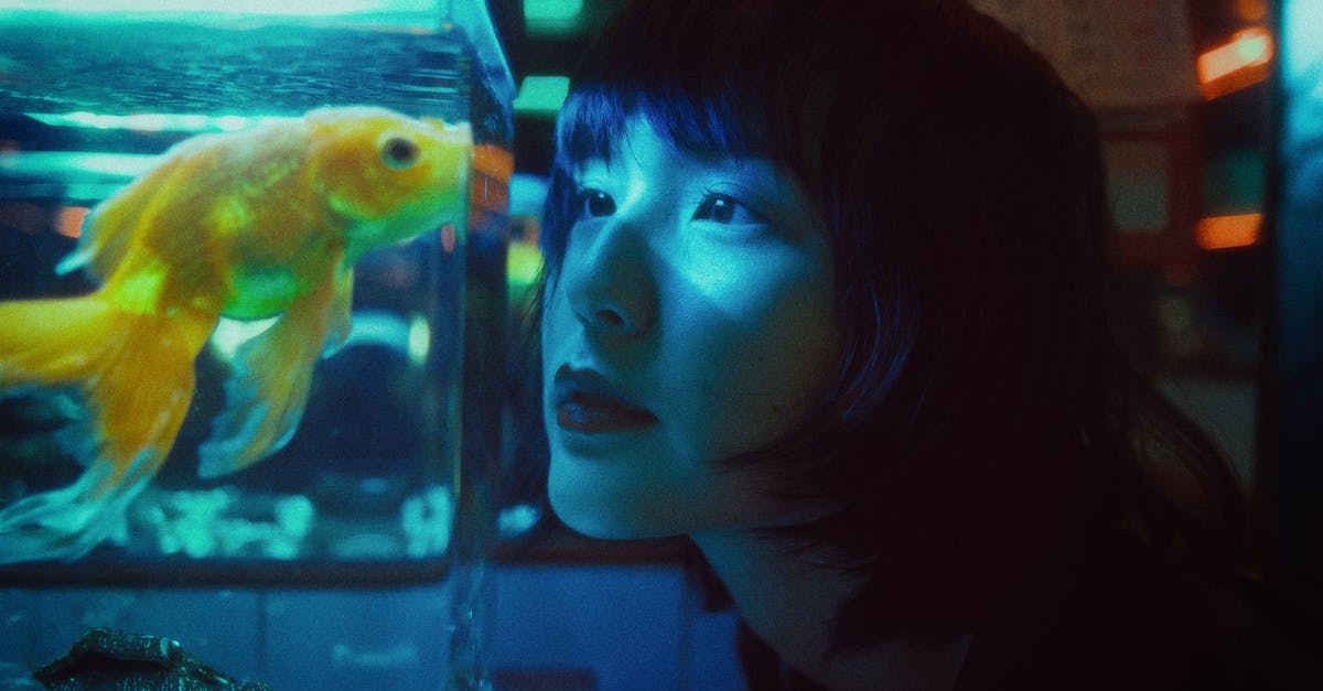 Is it possible to make transparent / translucent pastry? - Side view of curious Asian female looking at goldfish swimming in aquarium in dark room Is it possible to make transparent / translucent pastry? - Side view of curious Asian female looking at goldfish swimming in aquarium in dark room