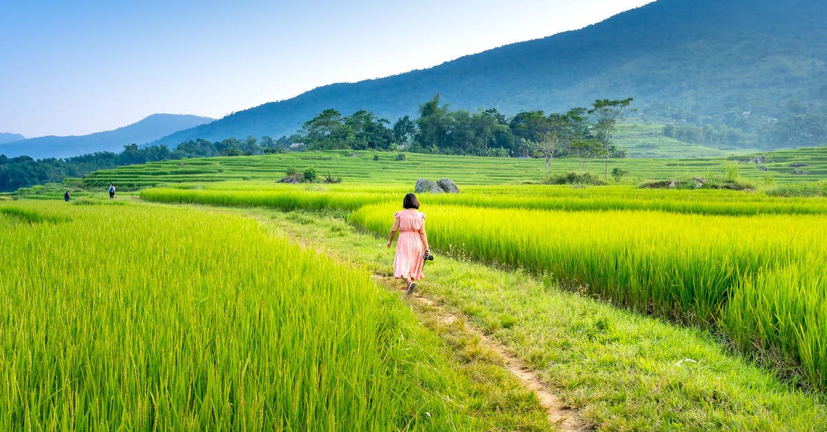 Is it possible to turn Rice Krispies back into rice? - Unrecognizable woman walking on rural path amidst fields Is it possible to turn Rice Krispies back into rice? - Unrecognizable woman walking on rural path amidst fields