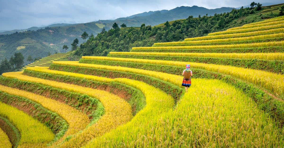 Is it possible to turn Rice Krispies back into rice? - Back view of unrecognizable female farmer harvesting rice on paddy fields in mountainous countryside against overcast sky Is it possible to turn Rice Krispies back into rice? - Back view of unrecognizable female farmer harvesting rice on paddy fields in mountainous countryside against overcast sky