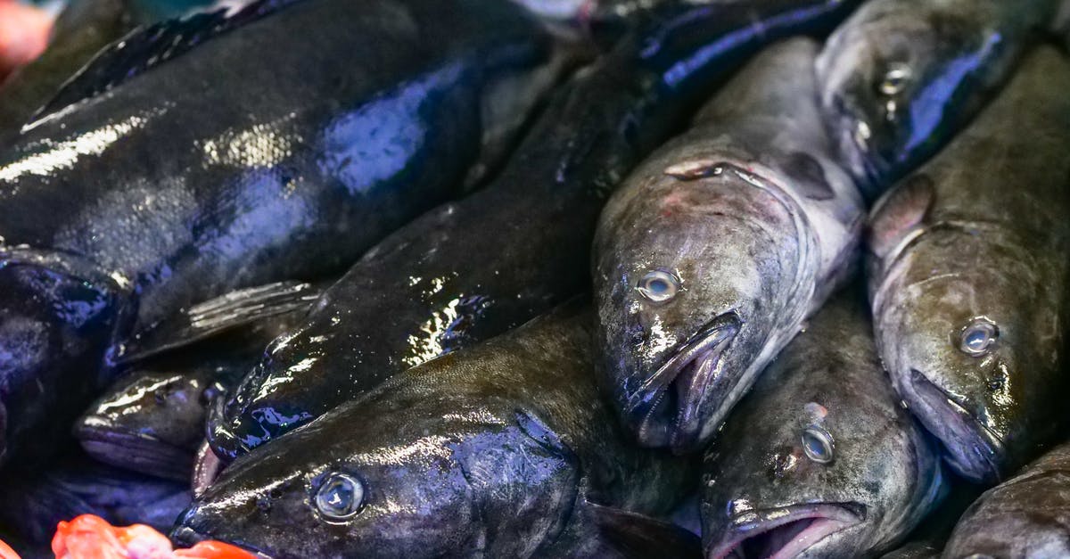 Is it safe to eat freshwater fish raw? - Black and Gray Fish on Green Surface Is it safe to eat freshwater fish raw? - Black and Gray Fish on Green Surface