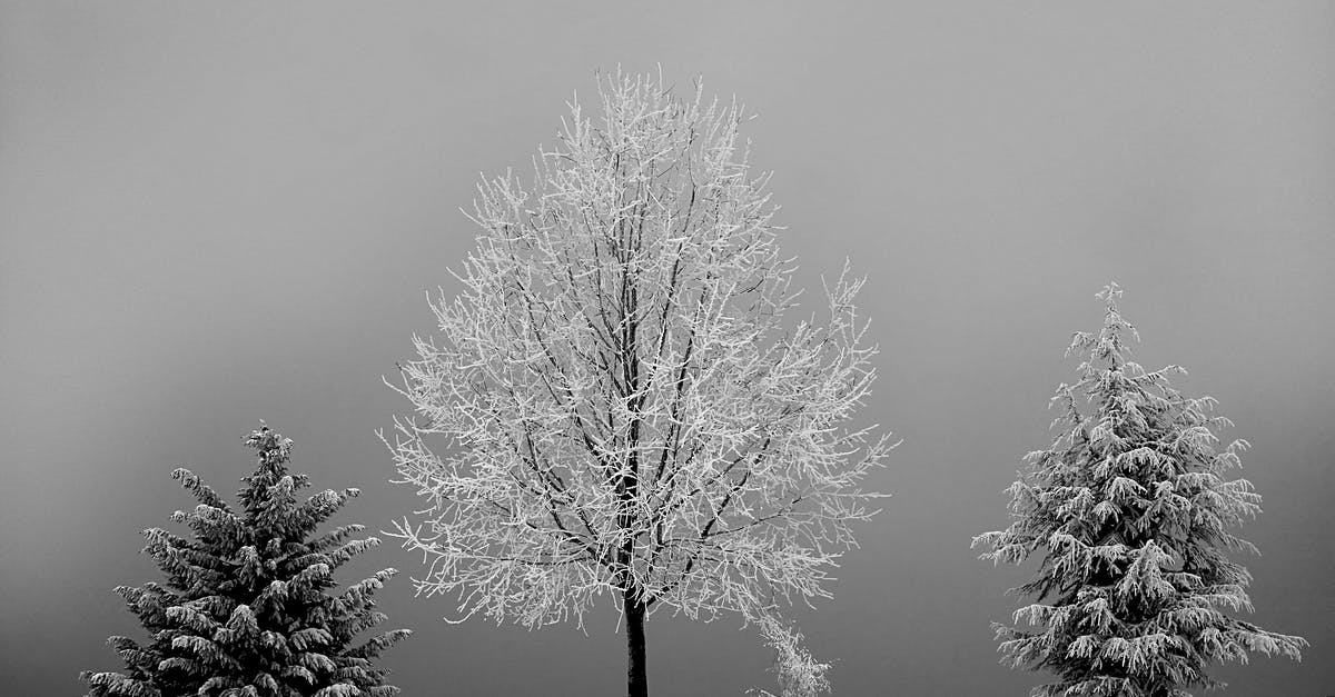 Is it safe to eat marinated beef that has been frozen for three days? - Grayscale Photo of Bareless Tree Between Tree With Snow Is it safe to eat marinated beef that has been frozen for three days? - Grayscale Photo of Bareless Tree Between Tree With Snow