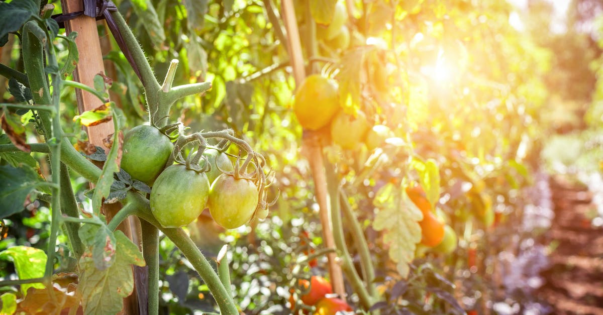 Is it safe to eat non-green tea leaves - Photography of Fruits Is it safe to eat non-green tea leaves - Photography of Fruits