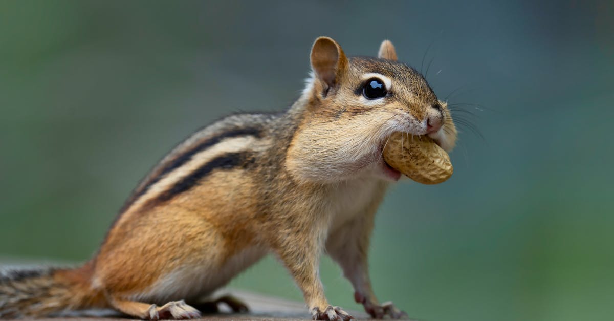 Is it true that natural peanut butter splits in cookies? - Is it true that natural peanut butter splits in cookies? -