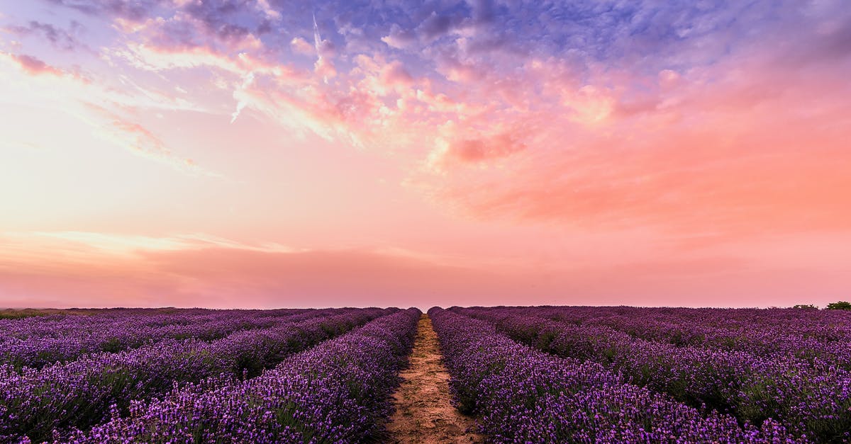 Is lavender used to season food? - Photo Lavender Flower Field Under Pink Sky Is lavender used to season food? - Photo Lavender Flower Field Under Pink Sky
