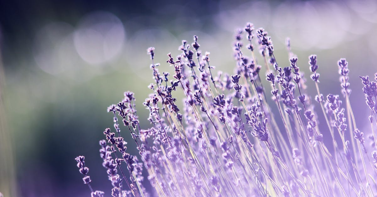 Is lavender used to season food? - Shallow Focus Photography of Lavenders Is lavender used to season food? - Shallow Focus Photography of Lavenders