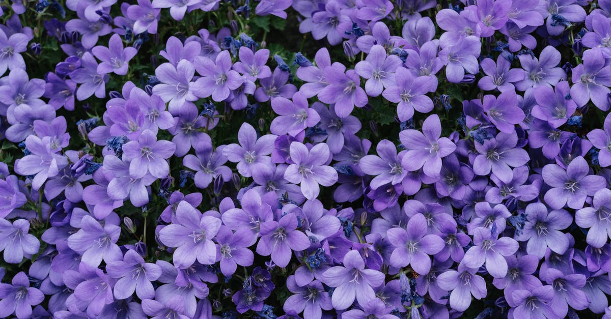 Is lavender used to season food? - Purple Flowers With Green Leaves Is lavender used to season food? - Purple Flowers With Green Leaves