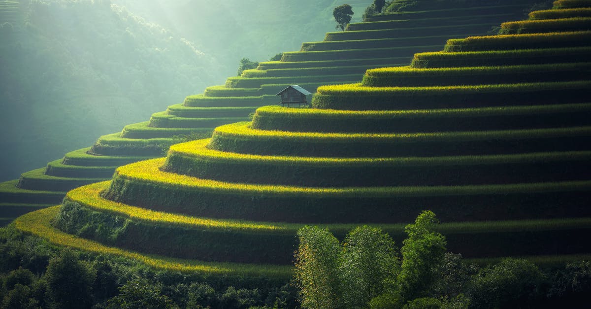 Is leaving a Teflon rice cooker on overnight dangerous? - Scenic View of Rice Paddy