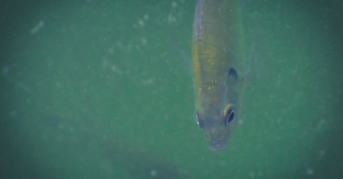 Is liquid seeping from the fish normal when making gravlax? - From above of small shimmering fish with gleaming scales swimming in deep blue muddy water Is liquid seeping from the fish normal when making gravlax? - From above of small shimmering fish with gleaming scales swimming in deep blue muddy water