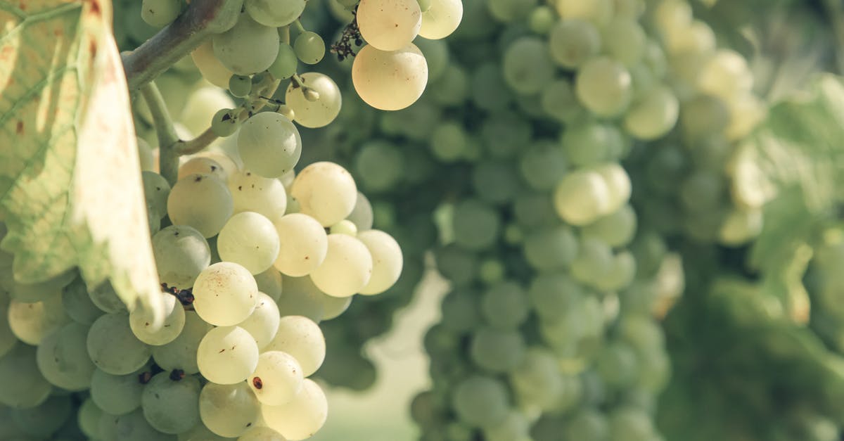 Is marinating raw fish in sweet fortified wine safe? - Tasty ripe grapes hanging on vine in sunlight Is marinating raw fish in sweet fortified wine safe? - Tasty ripe grapes hanging on vine in sunlight