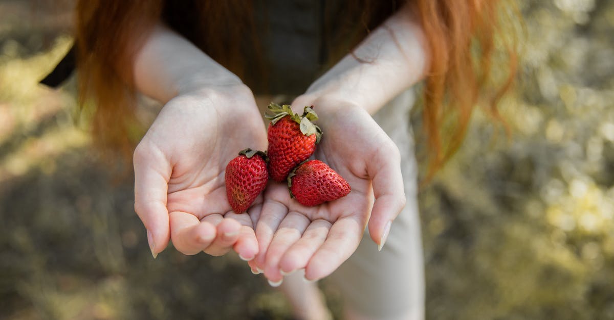 Is my wild yeast starter a throwaway or salvageable? - Close Up of Girl Hands Holding Wild Strawberries Is my wild yeast starter a throwaway or salvageable? - Close Up of Girl Hands Holding Wild Strawberries
