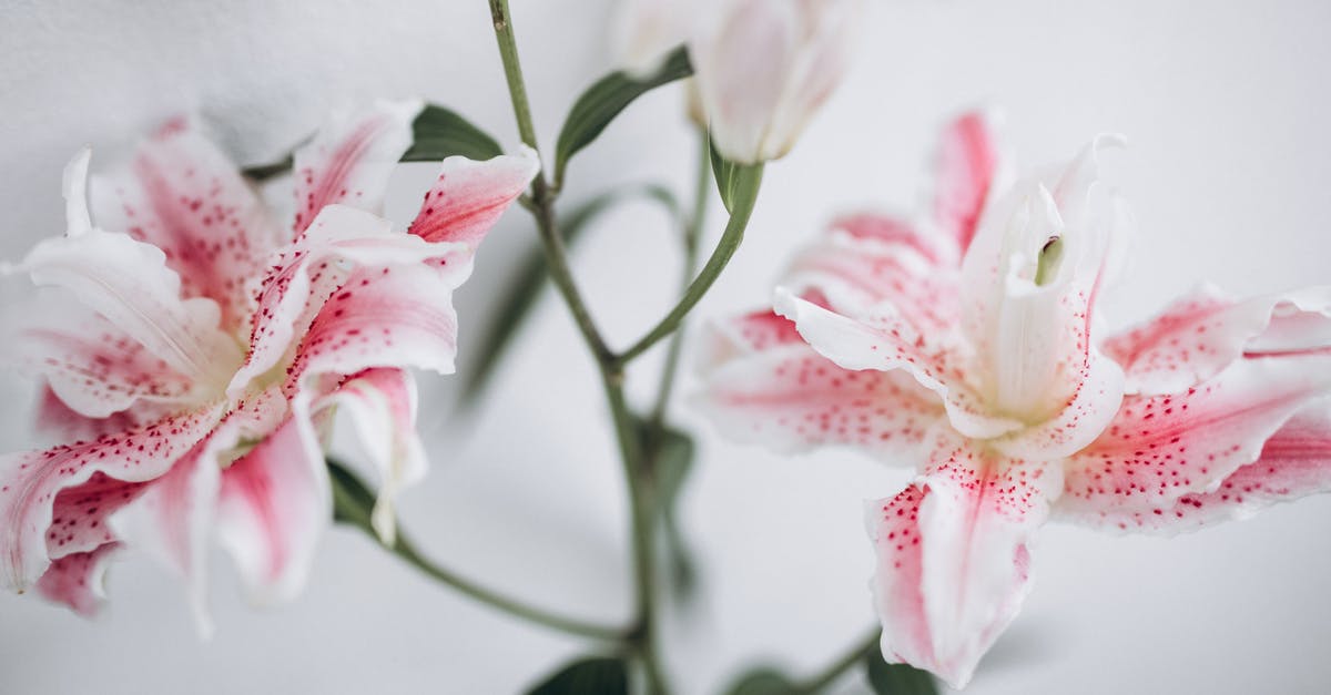 Is parsley root with pink spots safe to eat? - White Flowers Speckled with Pink Spots