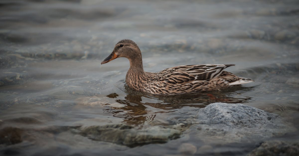 Is rare duck breast safe? - Brown Duck in Body of Water Is rare duck breast safe? - Brown Duck in Body of Water
