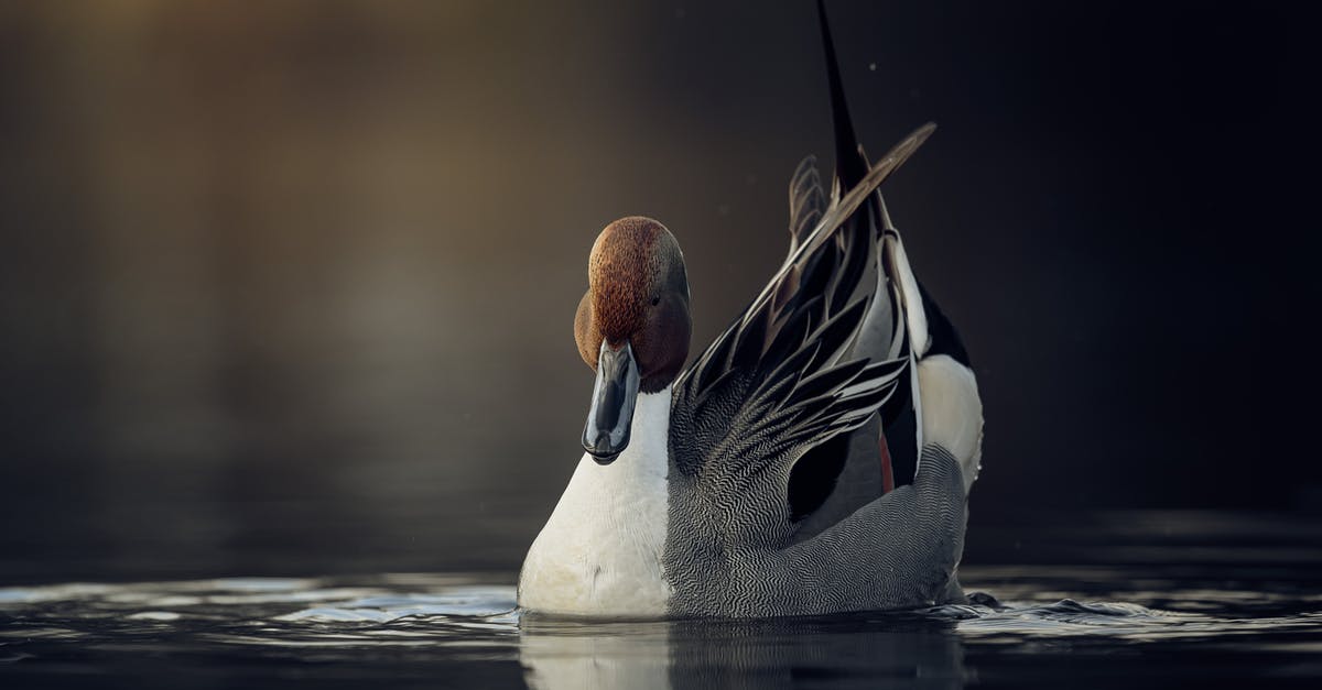 Is rare duck breast safe? - Free stock photo of animal, bird, birdphoto Is rare duck breast safe? - Free stock photo of animal, bird, birdphoto