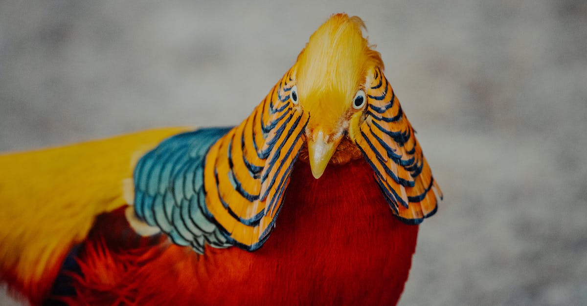 Is rare pheasant safe? - Golden pheasant with standing on ground in countryside Is rare pheasant safe? - Golden pheasant with standing on ground in countryside