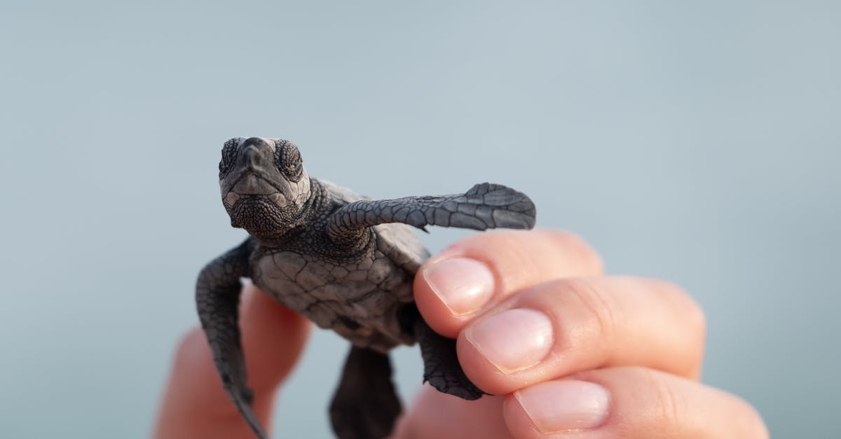 Is rare pheasant safe? - Person with small turtle in shell Is rare pheasant safe? - Person with small turtle in shell