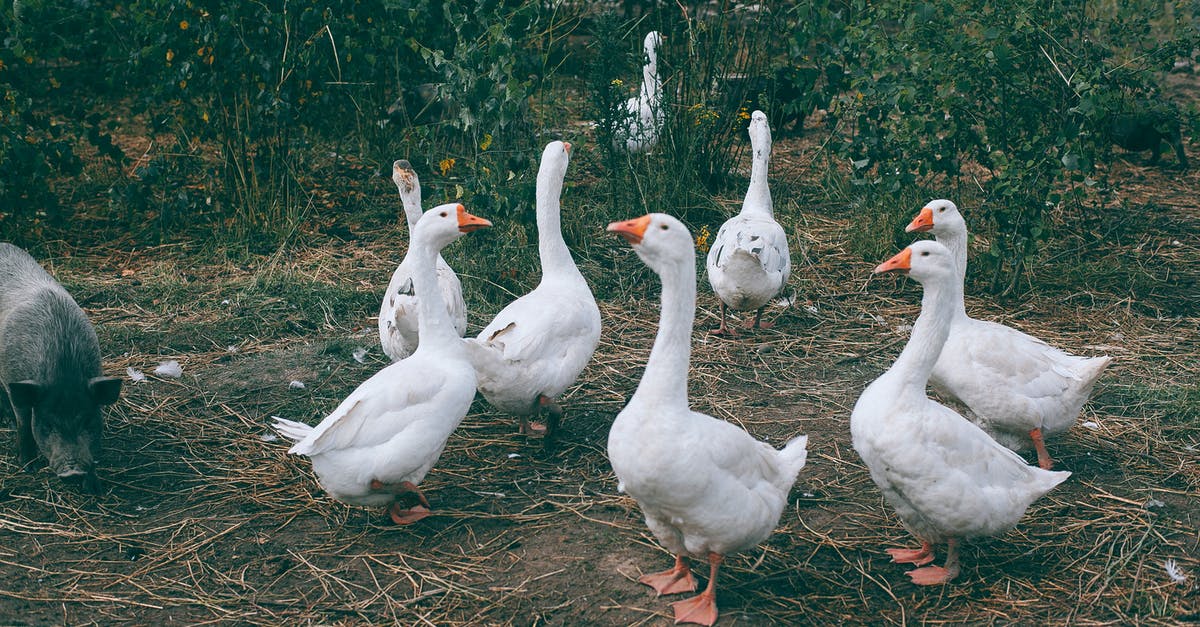 Is safe to eat jerky with white mold? - Gaggle of white geese and black pig walking near green bushes in countryside Is safe to eat jerky with white mold? - Gaggle of white geese and black pig walking near green bushes in countryside