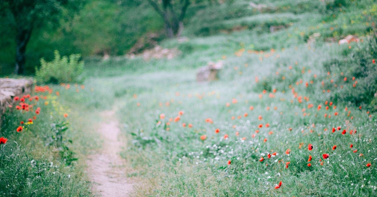 Is smell a bad way of determining whether meat is still good? - Narrow path among grassy glade with small red flowers growing in forest in nature on summer day with blurred background Is smell a bad way of determining whether meat is still good? - Narrow path among grassy glade with small red flowers growing in forest in nature on summer day with blurred background