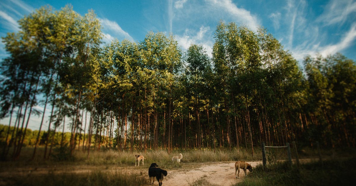 Is smell a bad way of determining whether meat is still good? - Flock of dogs on sandy road next to rows of tall coniferous trees under blue cloudy sky in daytime Is smell a bad way of determining whether meat is still good? - Flock of dogs on sandy road next to rows of tall coniferous trees under blue cloudy sky in daytime