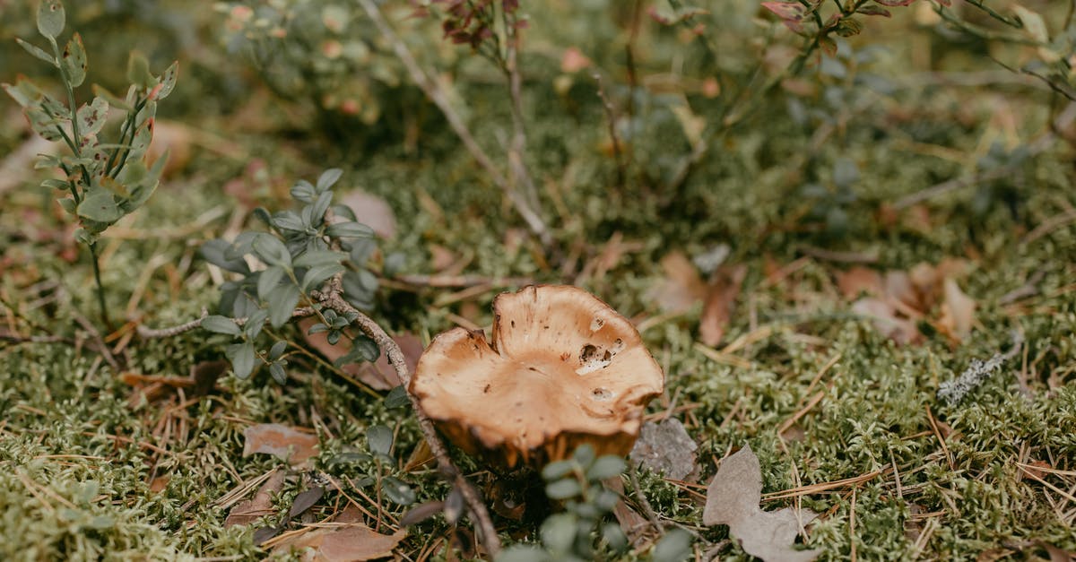Is the root/rhizomes of ground elder edible? - Free stock photo of branch, chanterelle, clearing Is the root/rhizomes of ground elder edible? - Free stock photo of branch, chanterelle, clearing