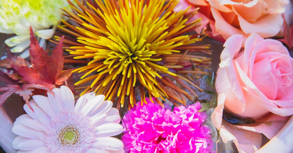 Is there a big difference between Yellow and Yukon Gold potatoes? - From above of ceramic big pot with blooming pink roses with orange and yellow chrysanthemums near pink gerbera and peony flowers with red leafs in water in sunny day Is there a big difference between Yellow and Yukon Gold potatoes? - From above of ceramic big pot with blooming pink roses with orange and yellow chrysanthemums near pink gerbera and peony flowers with red leafs in water in sunny day