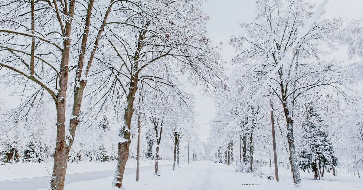 Is there a way to freeze herbs without losing freshness? - Winter park with high trees covered with snow