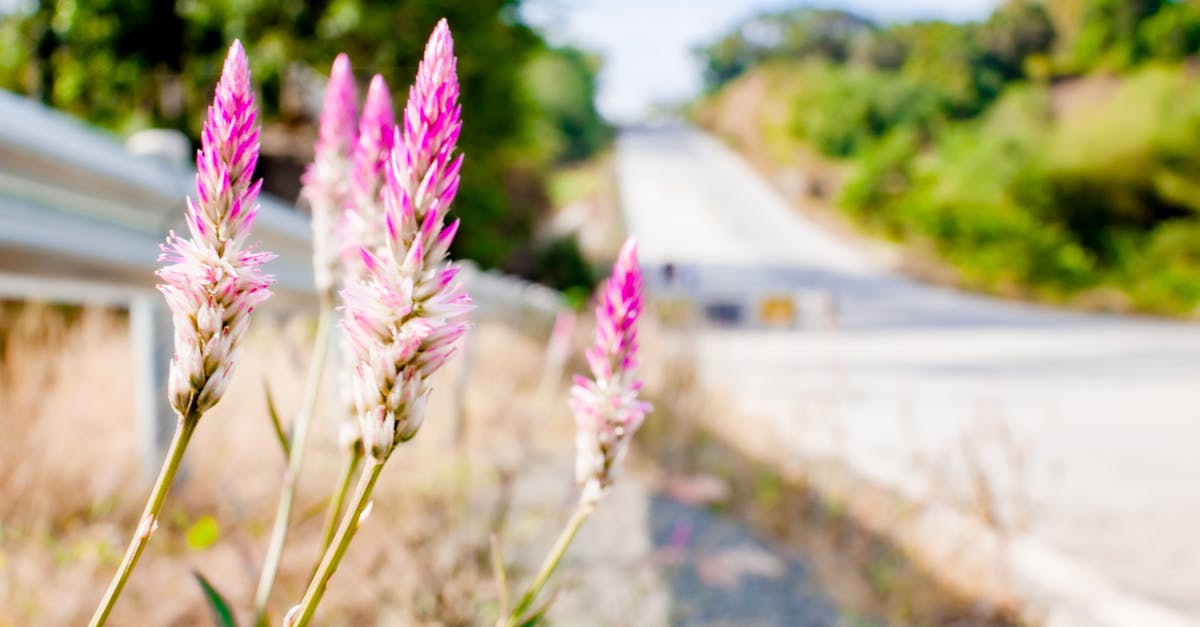 Is there a way to make pink peppercorns properly grindable in a pepper mill? - Blooming pink Celosia Flamingo plant growing near metal fence against asphalt roadway in countryside in sunny day