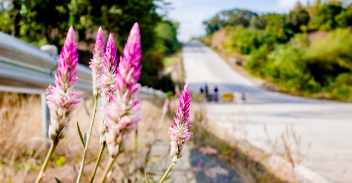 Is there a way to make pink peppercorns properly grindable in a pepper mill? - Picturesque scenery of blooming aromatic pink Celosia Flamingo plant growing near metal barrier against asphalt road and green trees in countryside in sunny day