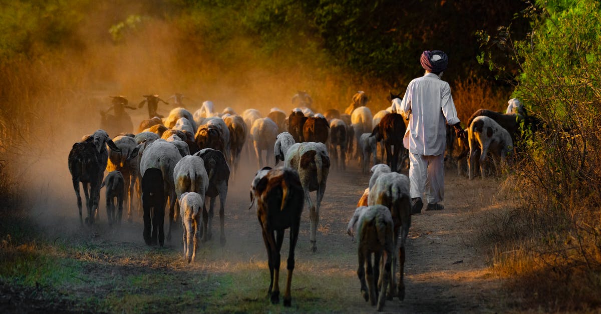 Is there a way to re-crystallize or temper goat butter? - Full body back view of anonymous male herdsman in traditional turban walking near flock of goats on rural road in countryside Is there a way to re-crystallize or temper goat butter? - Full body back view of anonymous male herdsman in traditional turban walking near flock of goats on rural road in countryside