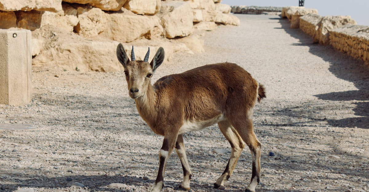 Is there a way to re-crystallize or temper goat butter? - Brown Animal on Gray Sand Is there a way to re-crystallize or temper goat butter? - Brown Animal on Gray Sand