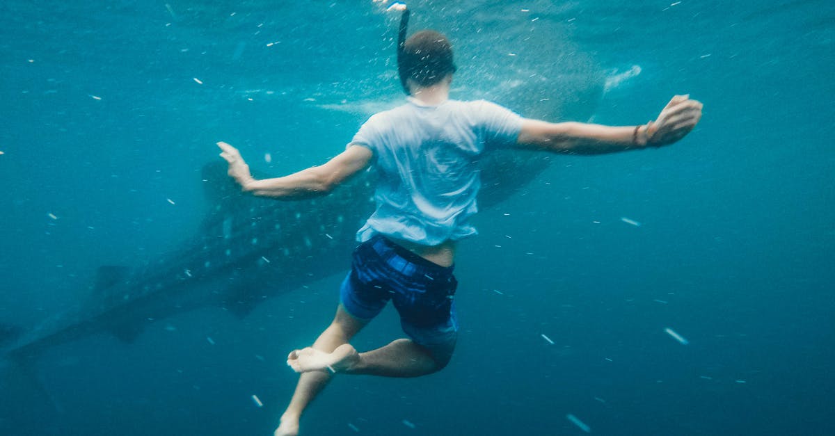 Is there any difference in nutritional value between a wild caught fish and farmed fish? - Back view of full body of unrecognizable male swimmer in oxygen mask swimming undersea near big fish