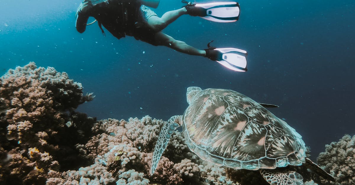 Is there any difference in nutritional value between a wild caught fish and farmed fish? - Person Swimming Under Water Taking Photo of Turtle