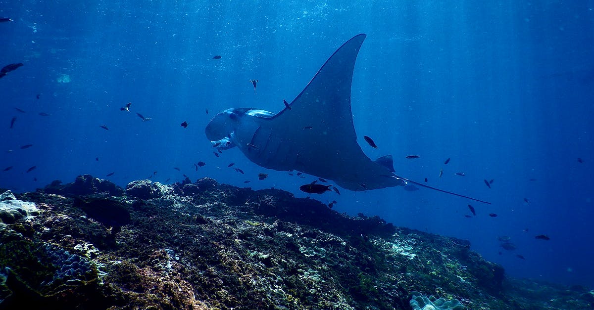 Is there any difference in nutritional value between a wild caught fish and farmed fish? - Exotic reef manta ray swimming undersea in sunlight
