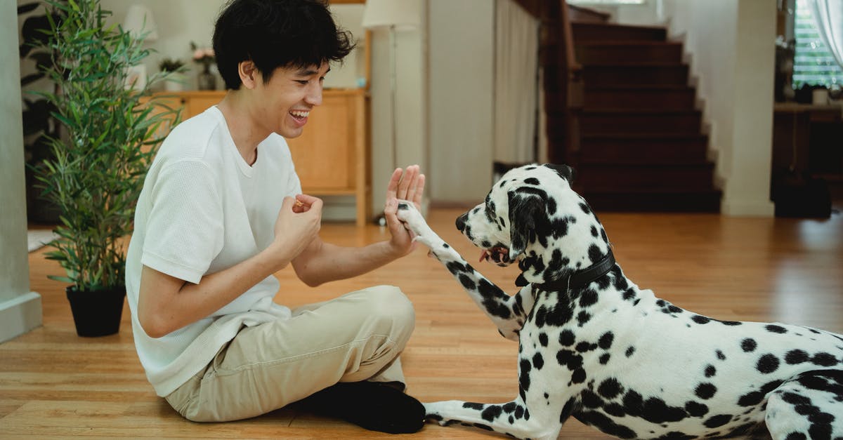 Is there any trick to make a palindrome-cocktail? - Man in White Crew Neck T-shirt and Brown Pants Sitting Beside Dalmatian Dog Is there any trick to make a palindrome-cocktail? - Man in White Crew Neck T-shirt and Brown Pants Sitting Beside Dalmatian Dog