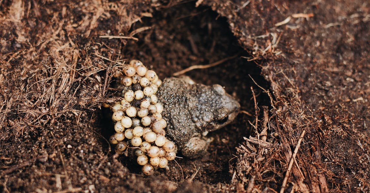 Is there any way to increase the shelf life of mixed egg - From above of male Midwife toad frog or Alytes obstetricans with fertilized eggs on back sitting on ground in nature Is there any way to increase the shelf life of mixed egg - From above of male Midwife toad frog or Alytes obstetricans with fertilized eggs on back sitting on ground in nature