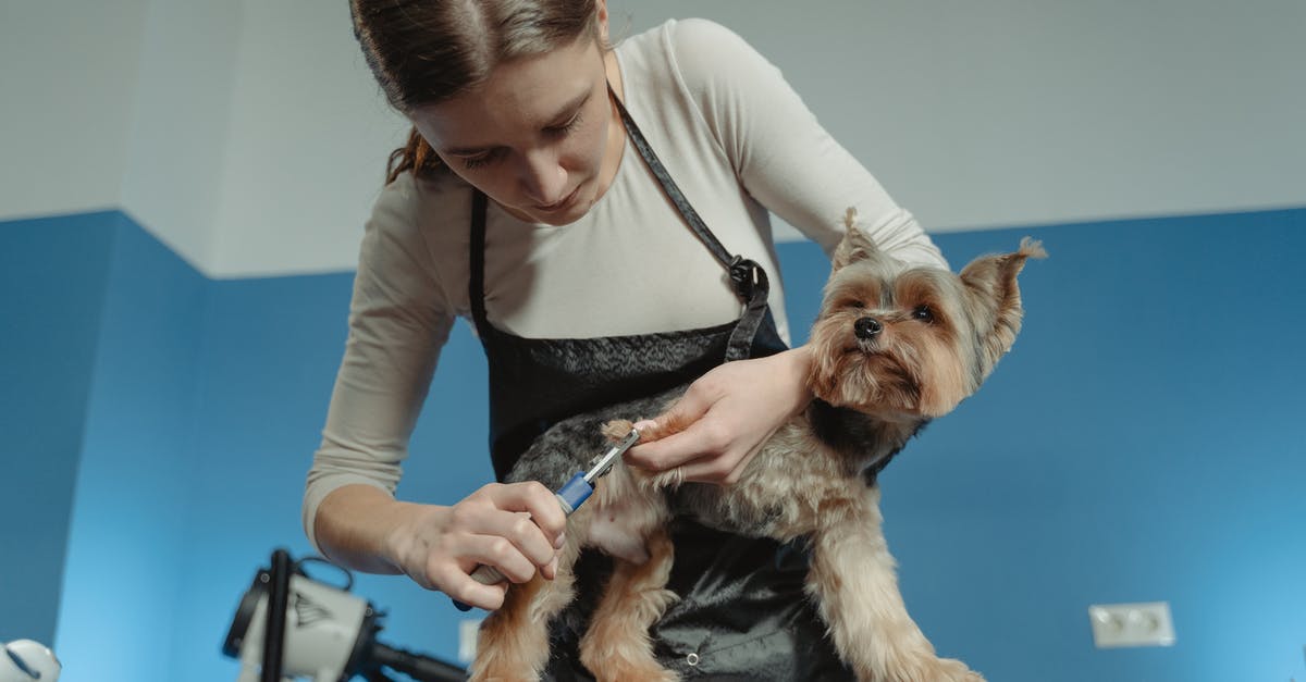 Is there anything gained by butterfly cutting a hot dog for grilling? - A Woman Grooming a Dog Is there anything gained by butterfly cutting a hot dog for grilling? - A Woman Grooming a Dog